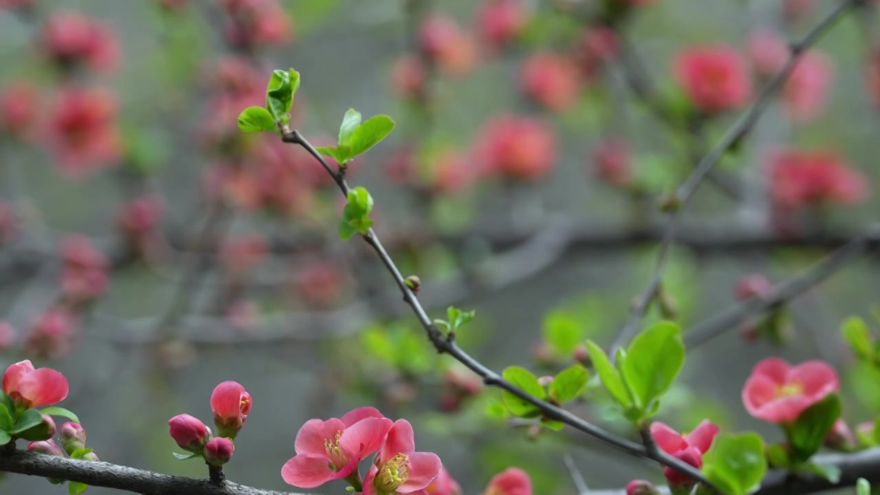 春天公园花朵盛开海棠花春暖花开视频素材