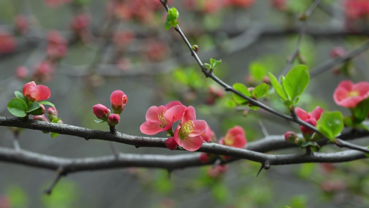 春天公园花朵盛开海棠花春暖花开视频素材