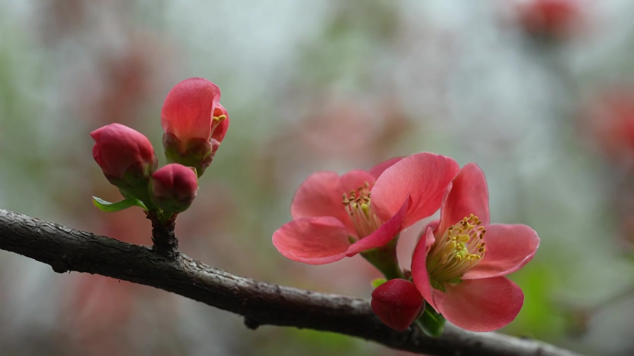 春天公园花朵盛开海棠花春暖花开视频素材