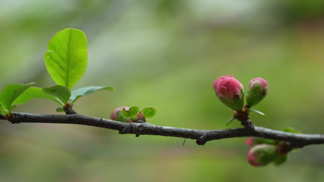 春天公园花朵盛开海棠花春暖花开视频素材