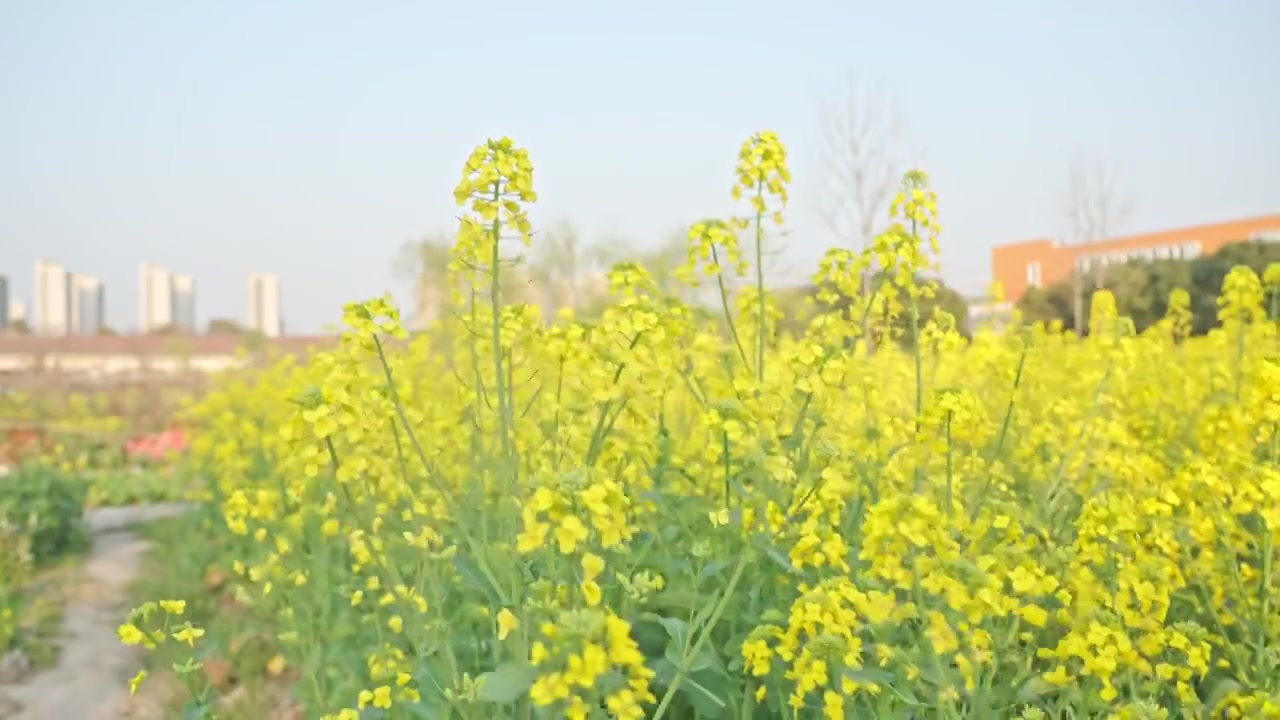 农田里的油菜花空镜运镜特写视频素材