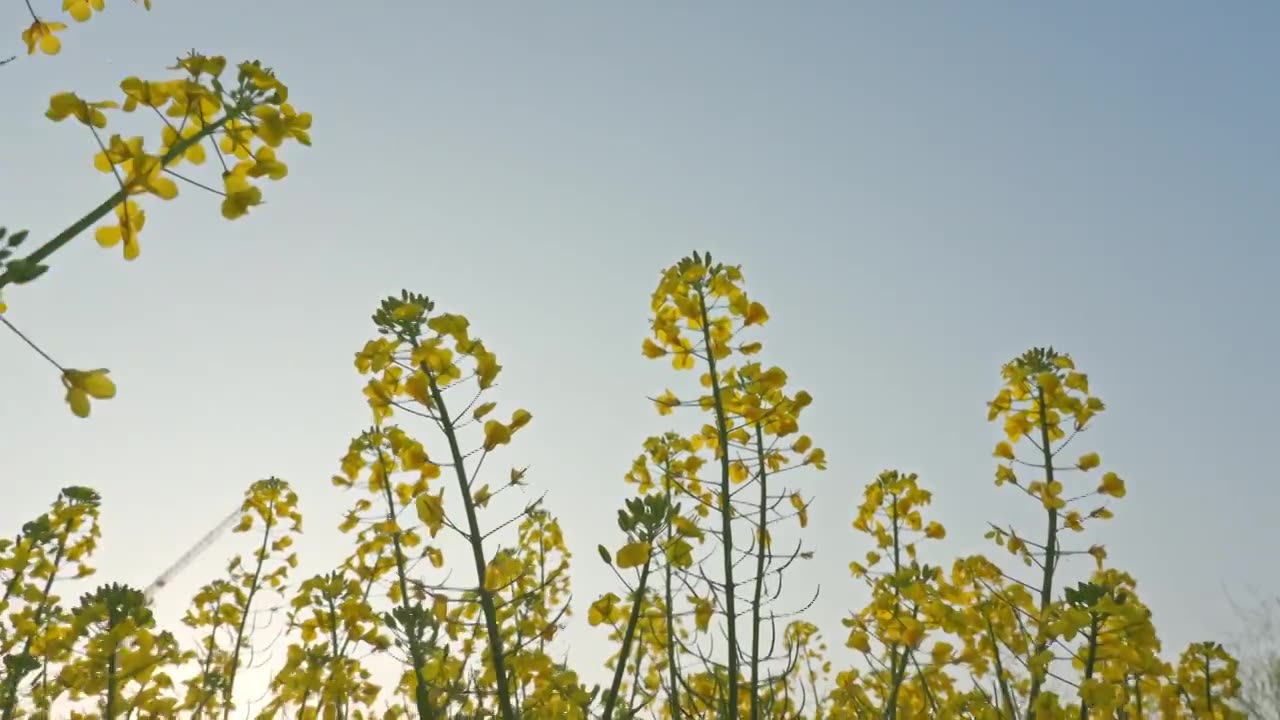 农田里的油菜花空镜运镜特写视频素材