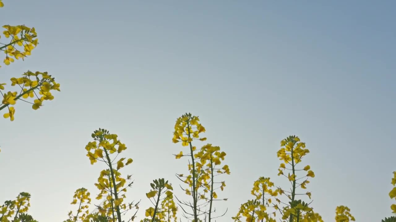 农田里的油菜花空镜运镜特写视频素材