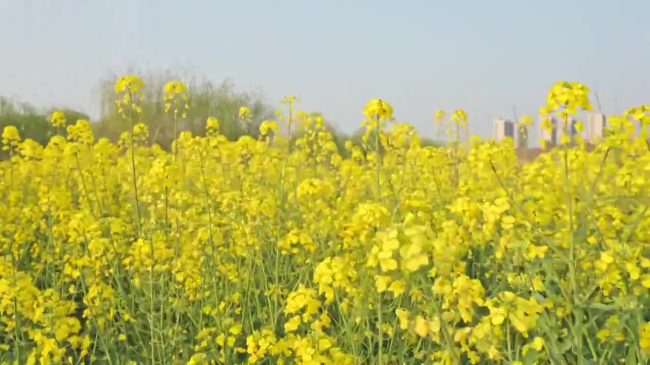 农田里的油菜花空镜运镜特写视频素材