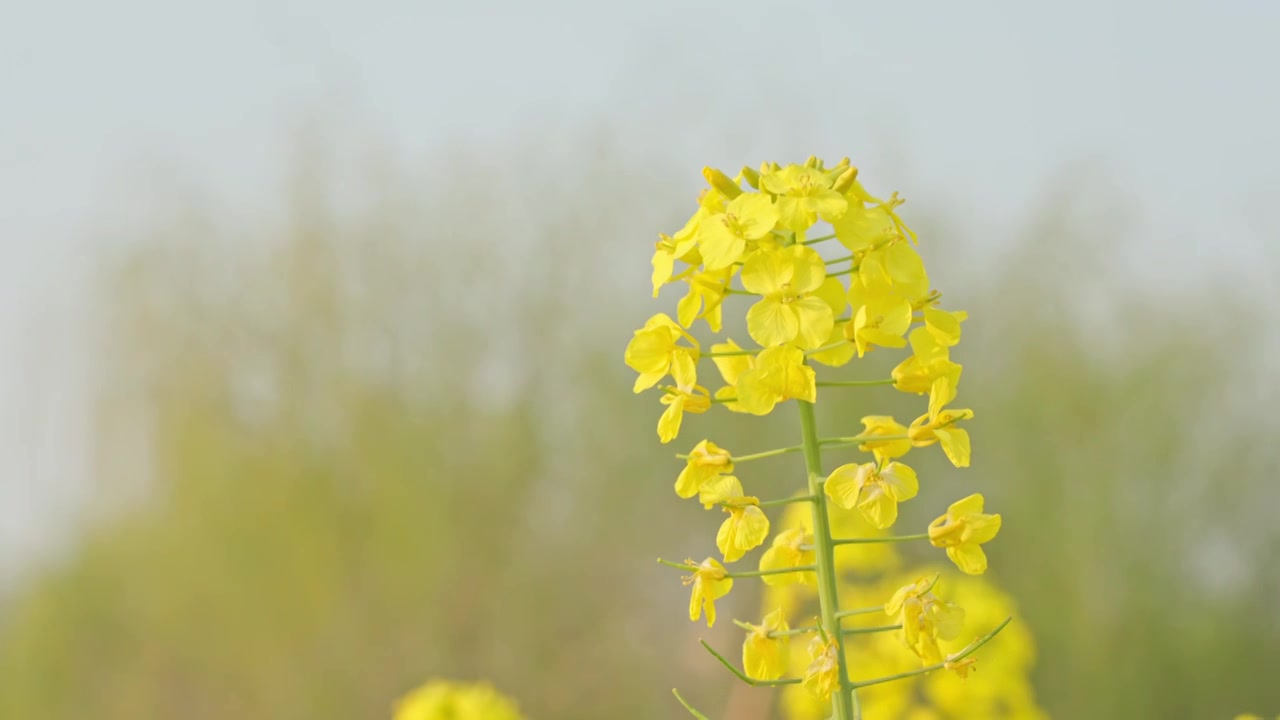 农田里的油菜花空镜运镜特写视频素材