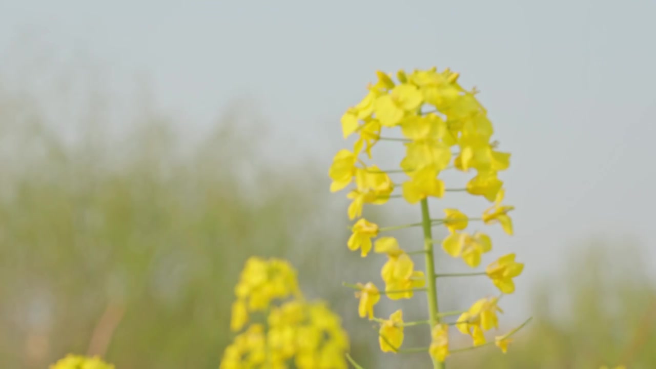 农田里的油菜花空镜运镜特写视频素材