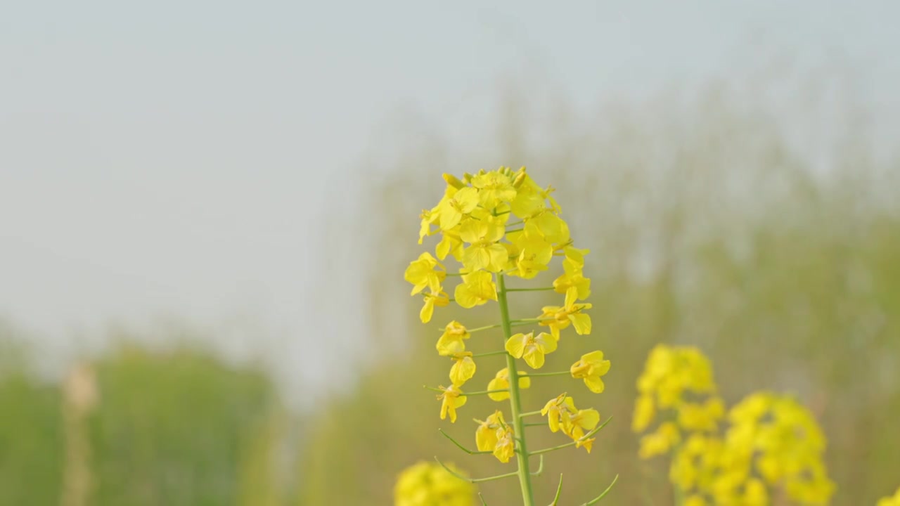 农田里的油菜花空镜运镜特写视频素材