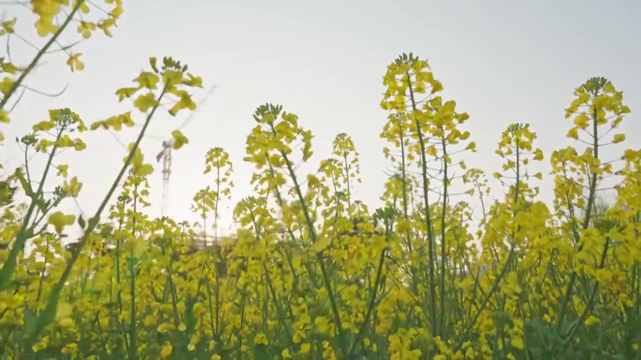 农田里的油菜花空镜运镜特写视频素材