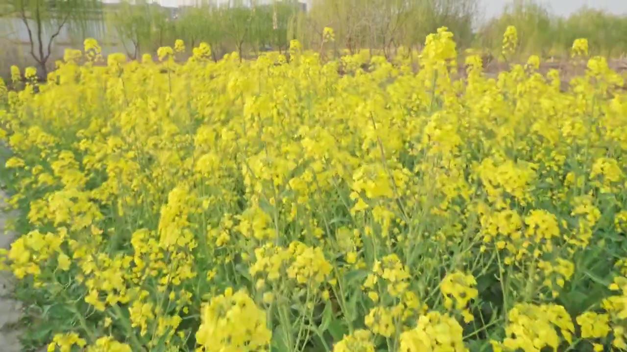 农田里的油菜花空镜运镜特写视频素材