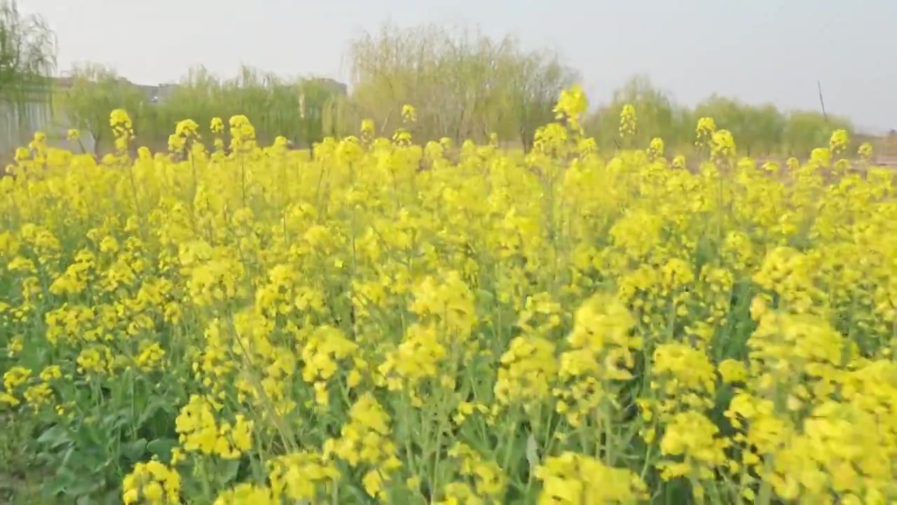 农田里的油菜花空镜运镜特写视频素材