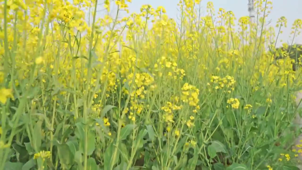 农田里的油菜花空镜运镜特写视频素材