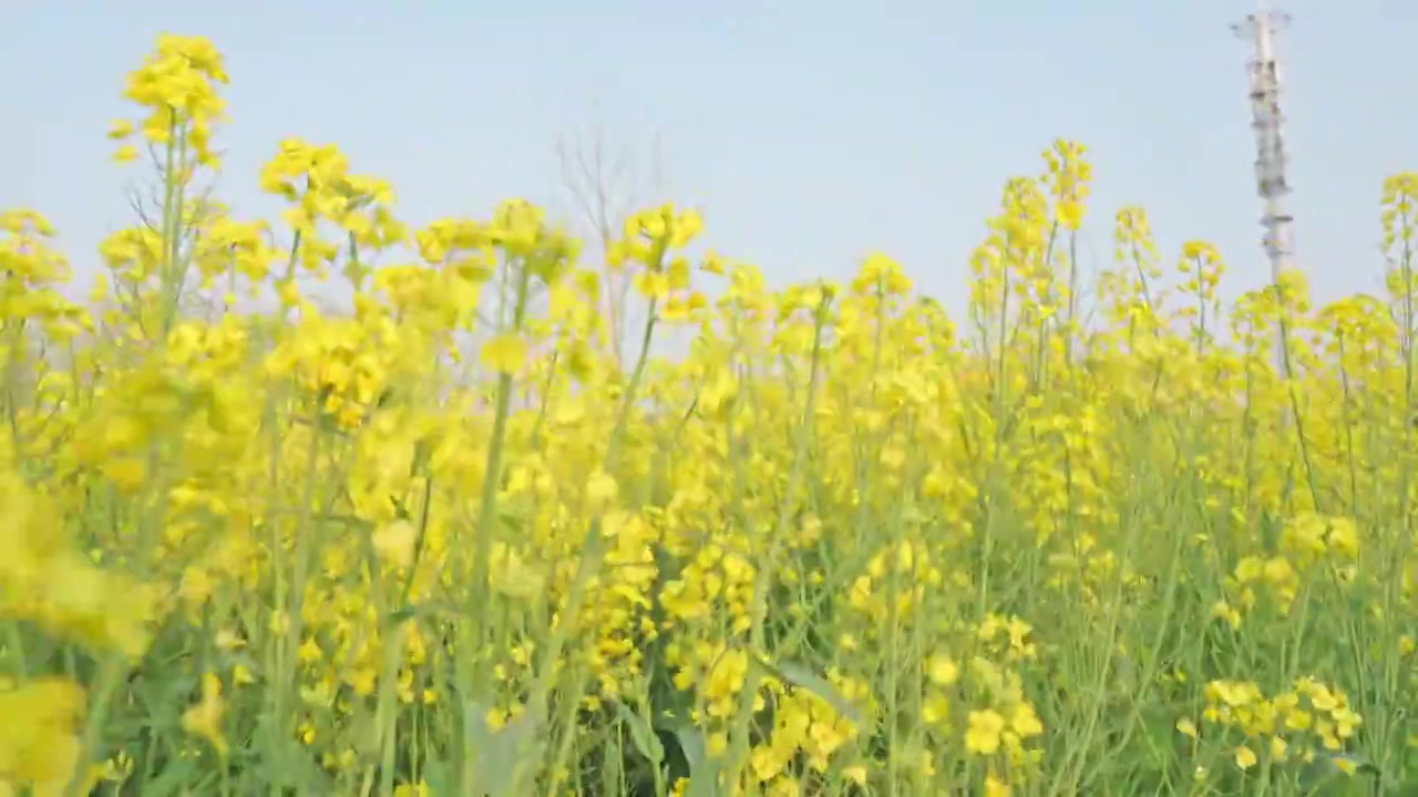 农田里的油菜花空镜运镜特写视频素材