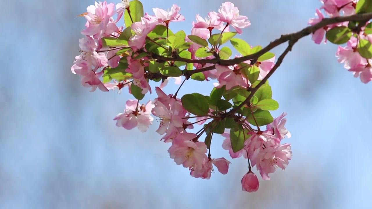 春天樱花蜜蜂采蜜视频素材