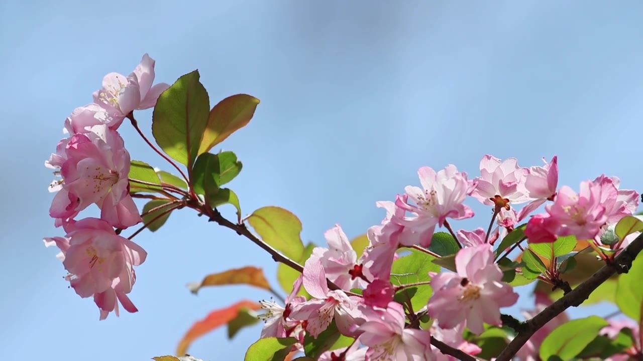 春天樱花蜜蜂采蜜视频素材