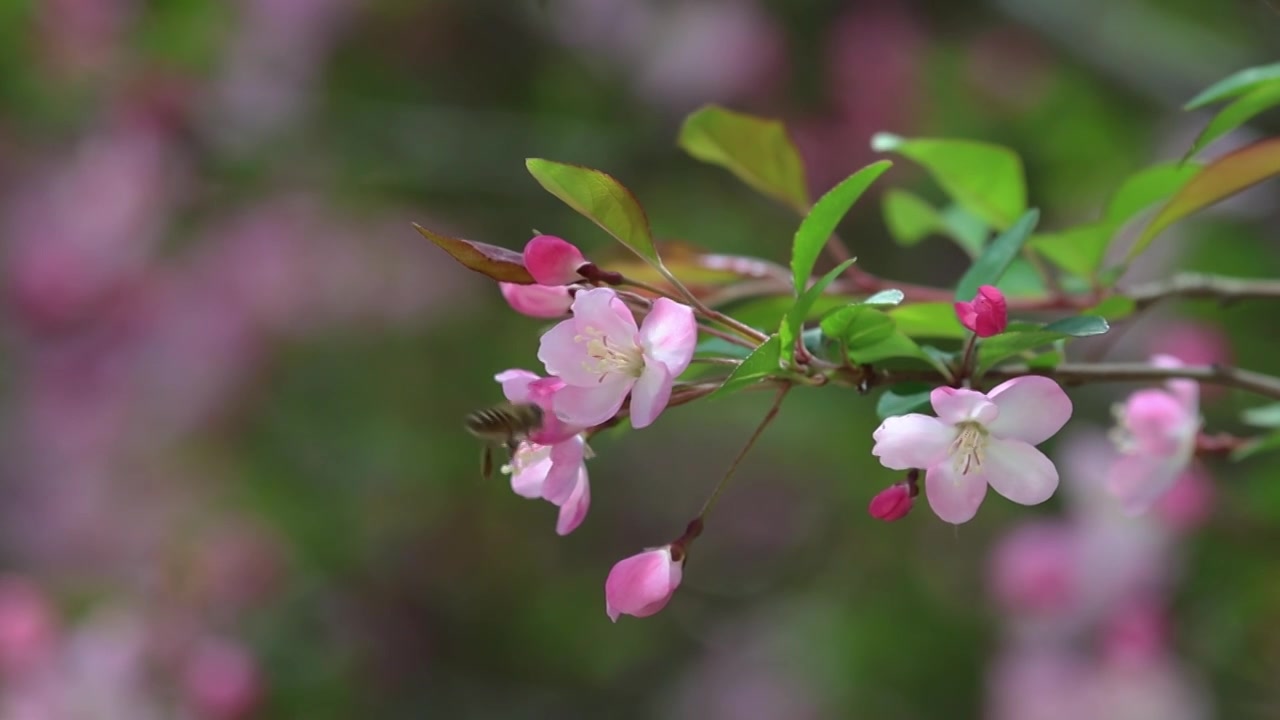 春天樱花蜜蜂采蜜视频素材