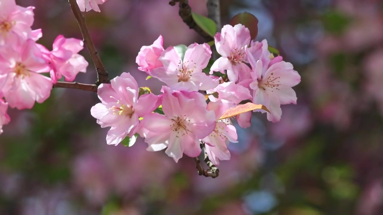 春天樱花蜜蜂采蜜视频素材