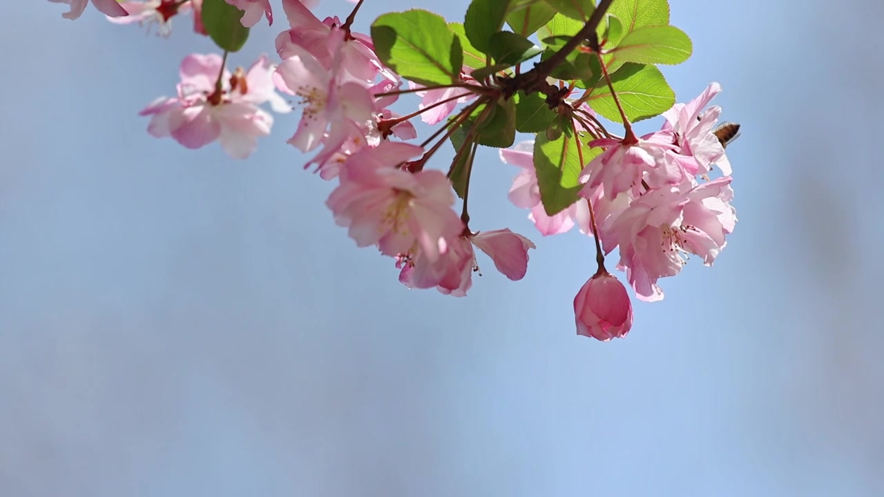 春天樱花蜜蜂采蜜视频素材