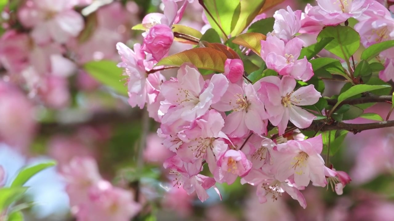 春天樱花蜜蜂采蜜视频素材