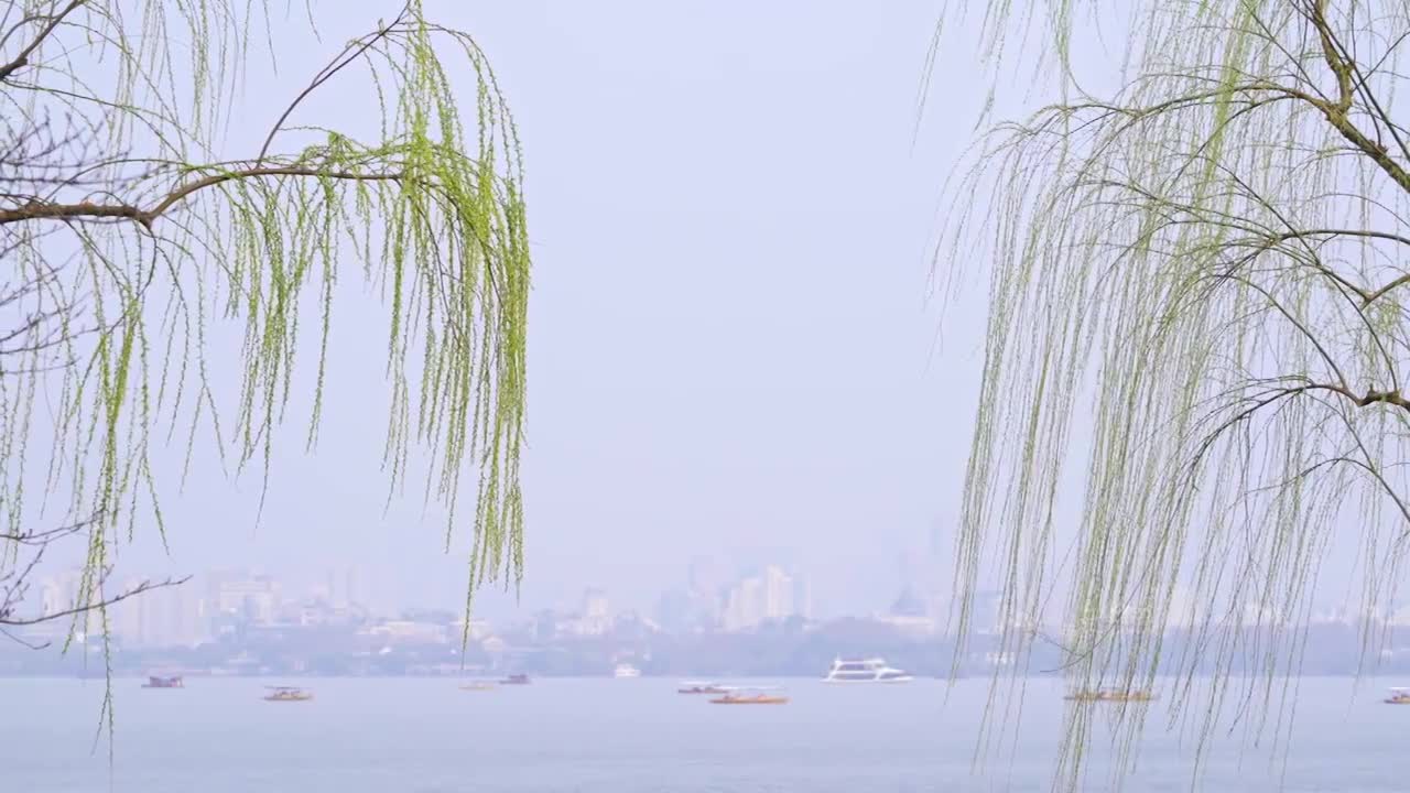 【合集】杭州春天发芽柳树自然治愈风景视频素材