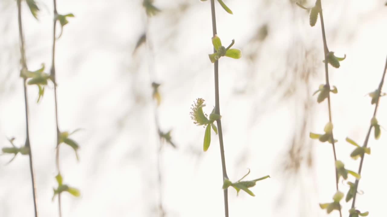 【合集】杭州春天发芽柳树自然治愈风景视频素材