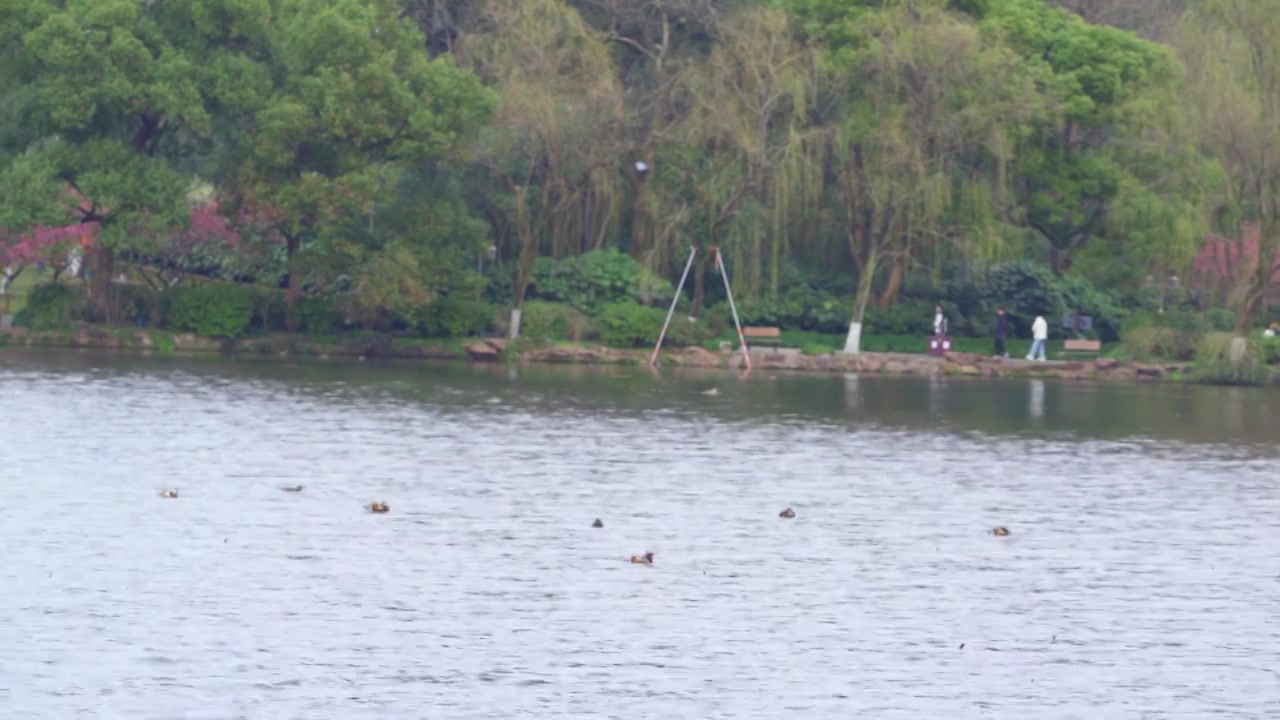 【合集】杭州西湖春天湖面上的水禽动物视频素材