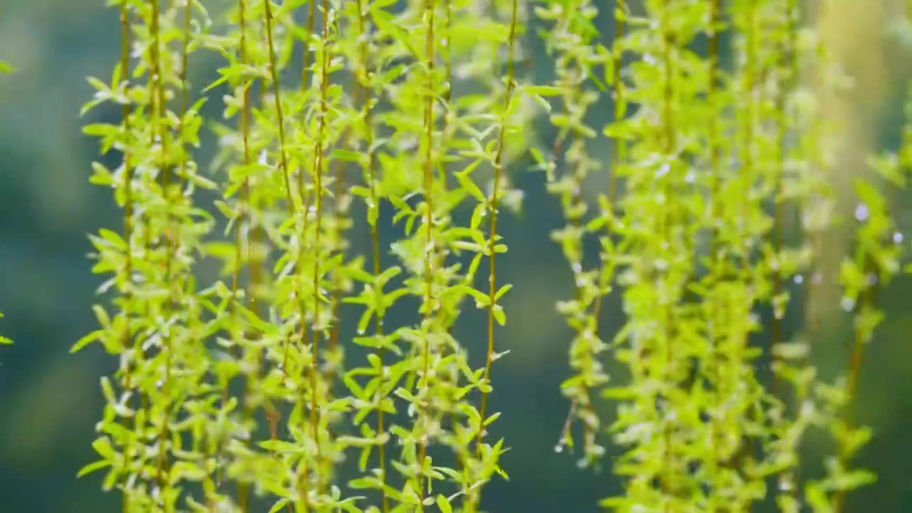 春雨下的花视频素材