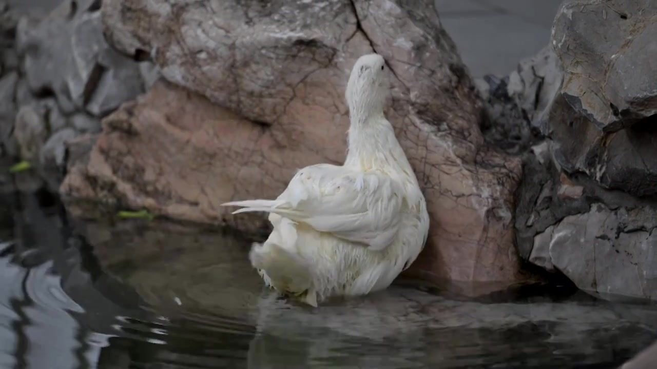 龙华寺湖边放养的鸭子视频素材