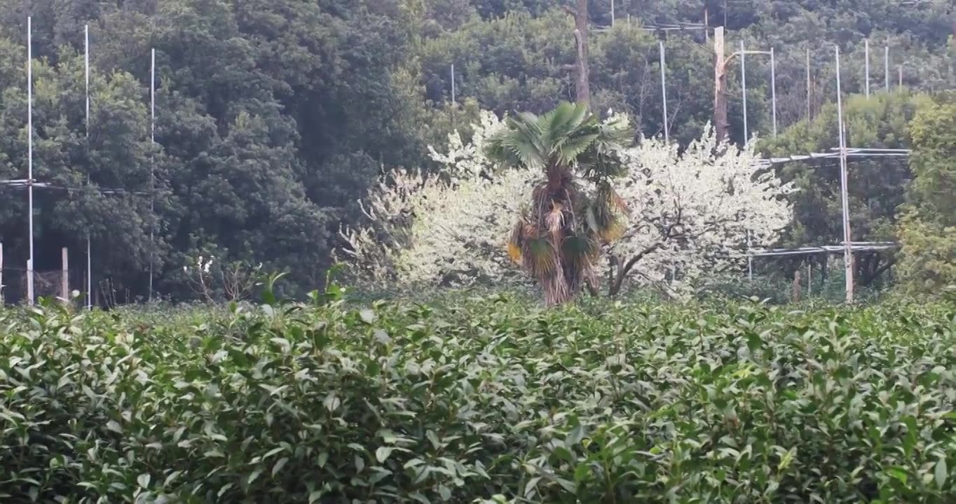 春天美丽的生态茶园视频素材