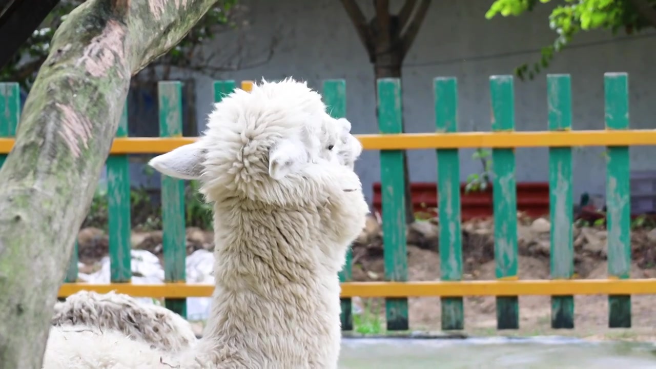 羊驼视频下载