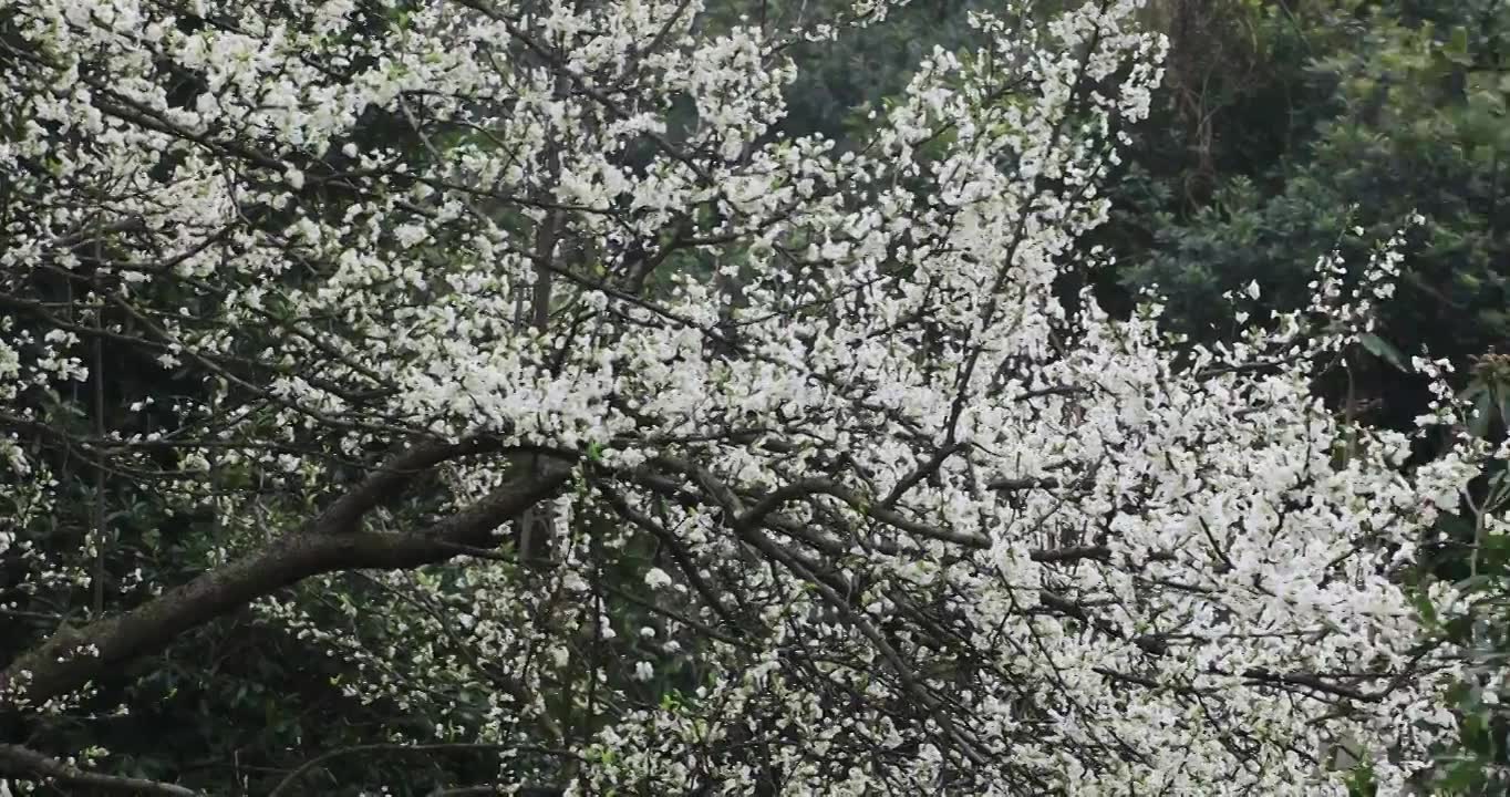 春雨绵绵唯美樱花花瓣随风飘落视频素材