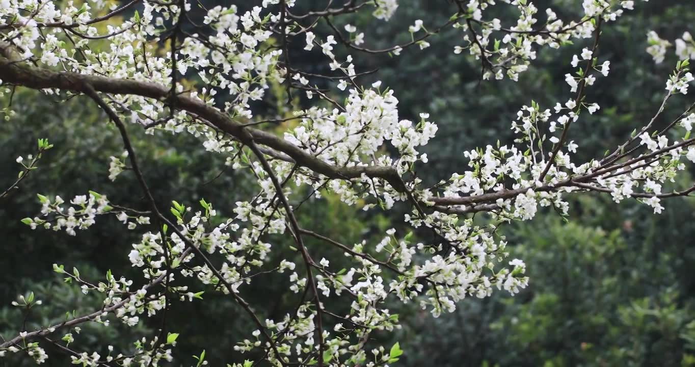 春雨绵绵唯美樱花花瓣随风飘落视频素材