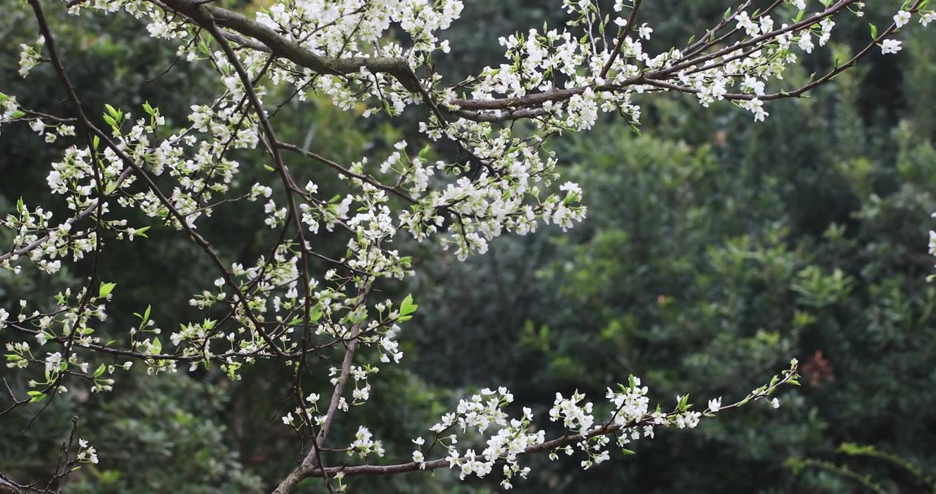 春雨绵绵唯美樱花花瓣随风飘落视频素材