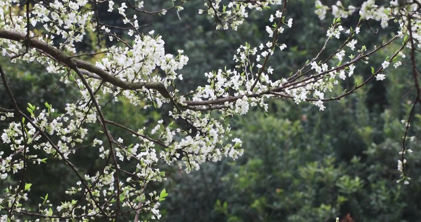 春雨绵绵唯美樱花花瓣随风飘落视频素材