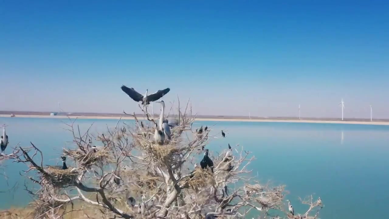 鸟儿在水库的湖中岛栖息视频下载