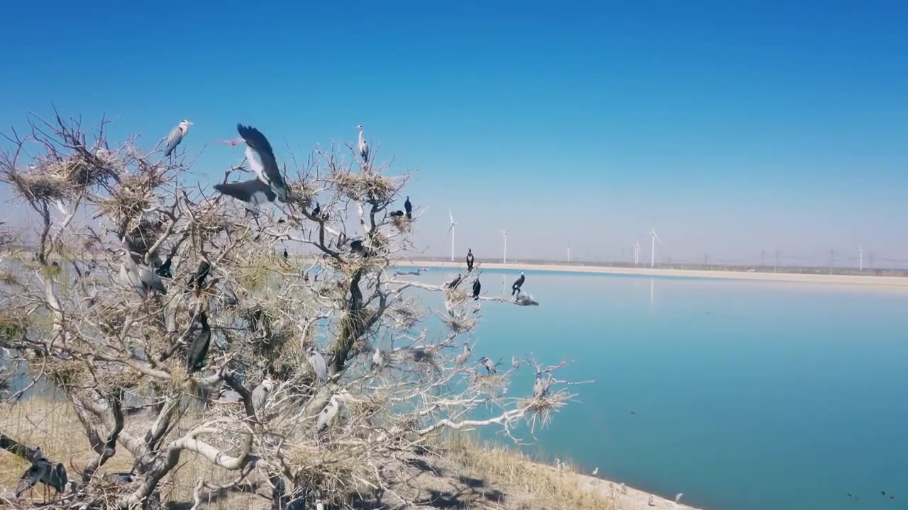 鸟儿在水库湖中岛栖息，外出觅食育雏视频下载