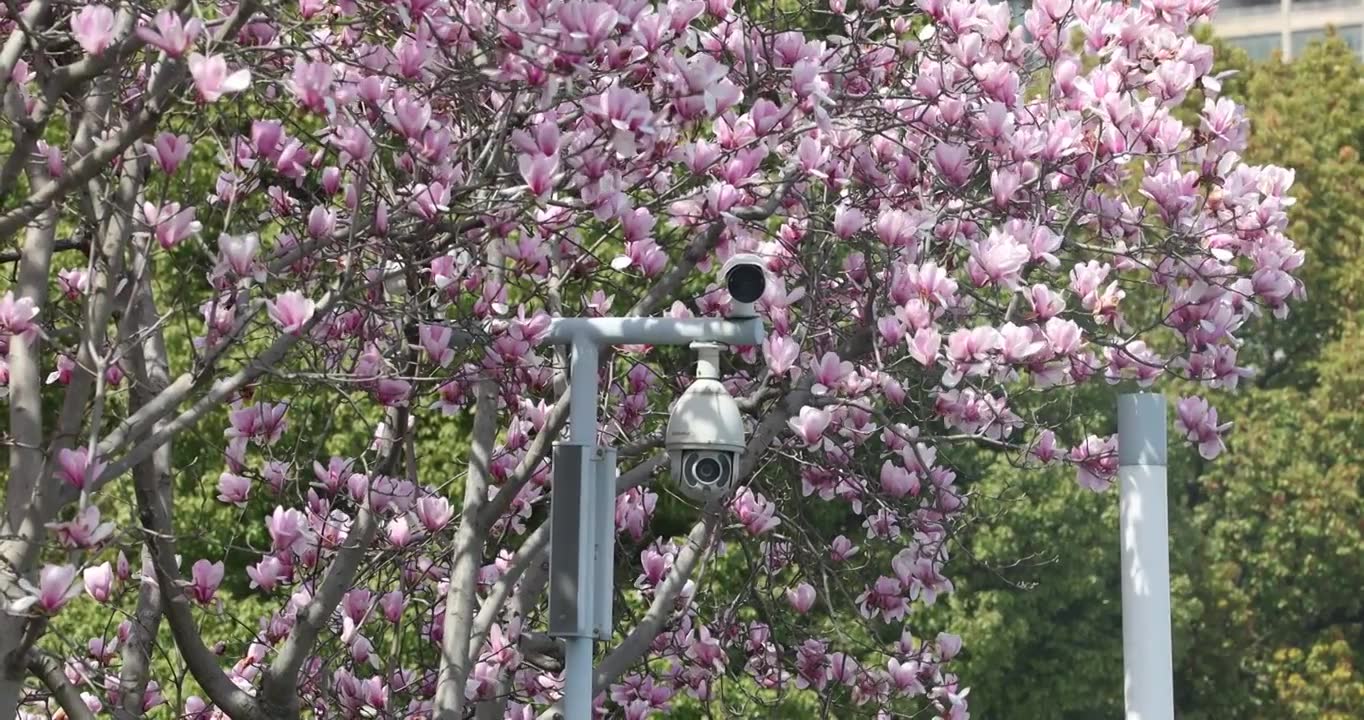 紫色玉兰花1视频素材