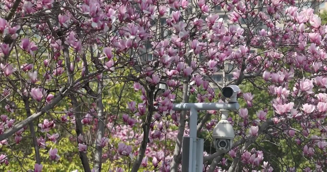 紫色玉兰花3视频素材