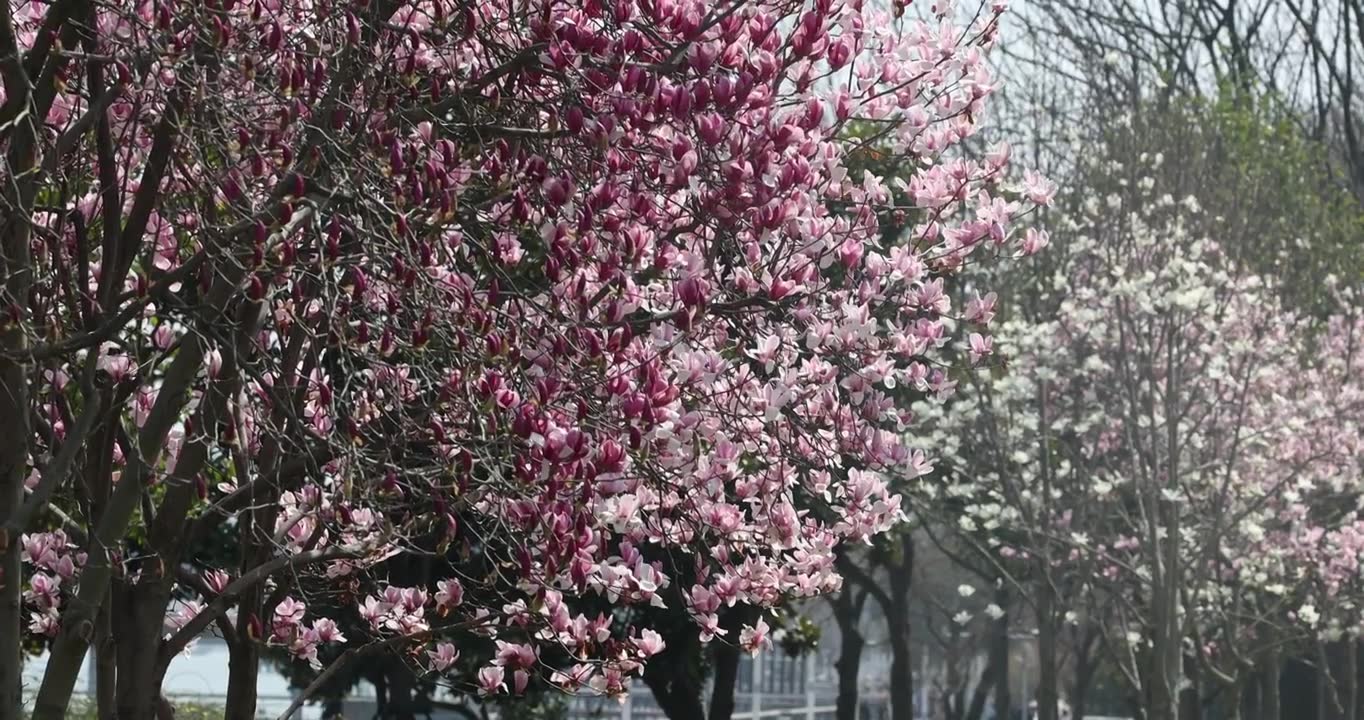 紫色玉兰花4视频素材