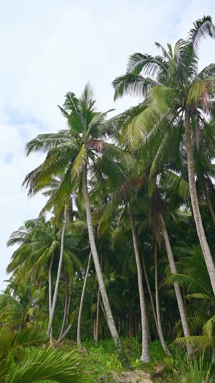 海南文昌东郊椰林生长的椰树视频素材