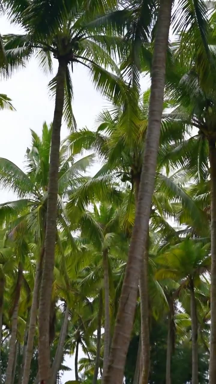 海南文昌东郊椰林生长的椰树视频素材