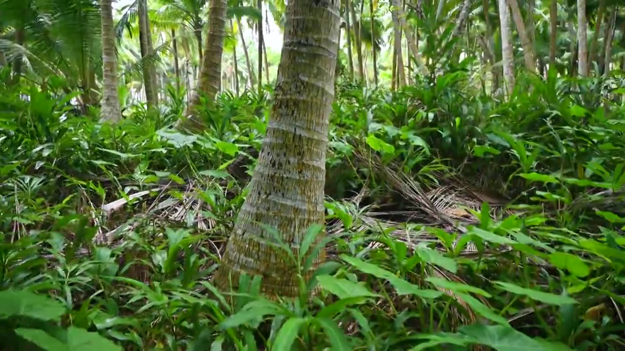 海南文昌东郊椰林生长的椰树视频素材