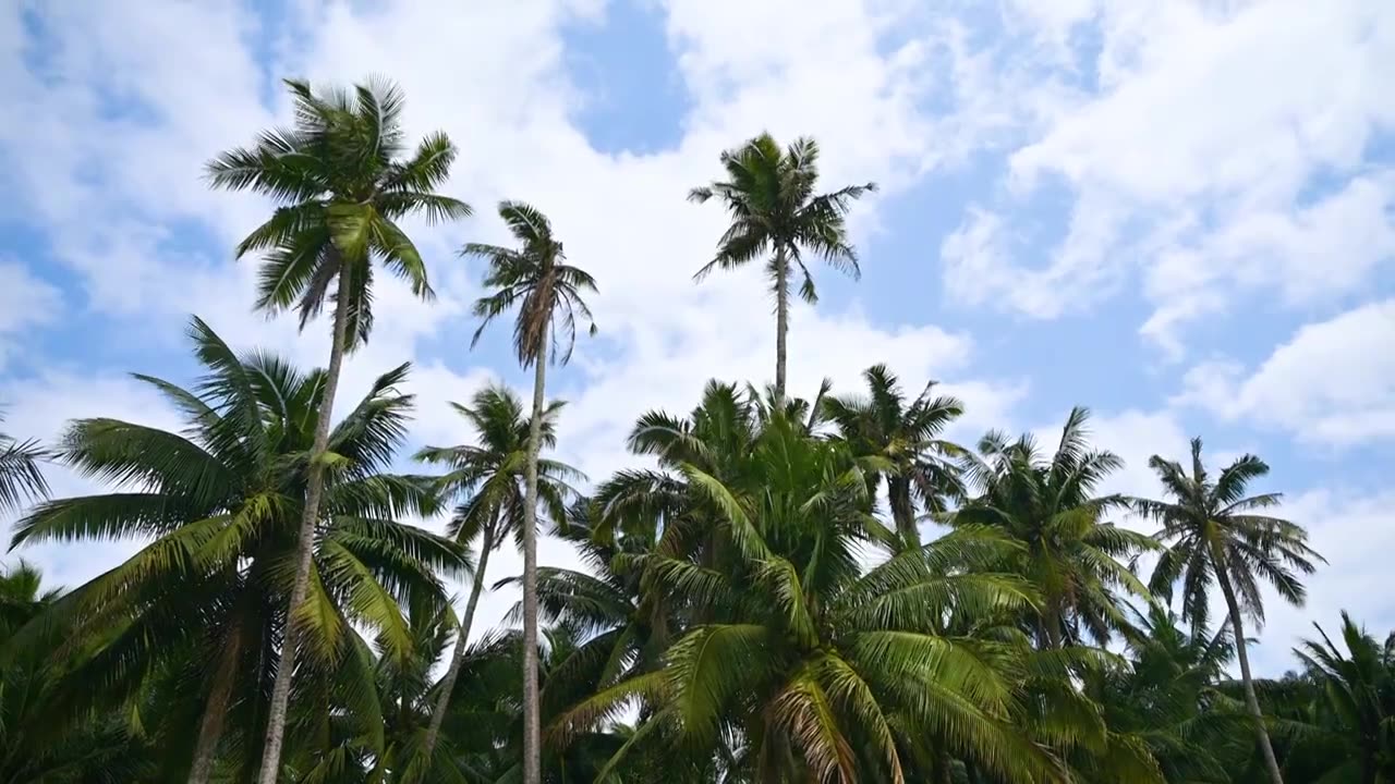 海南文昌东郊椰林生长的椰树视频素材