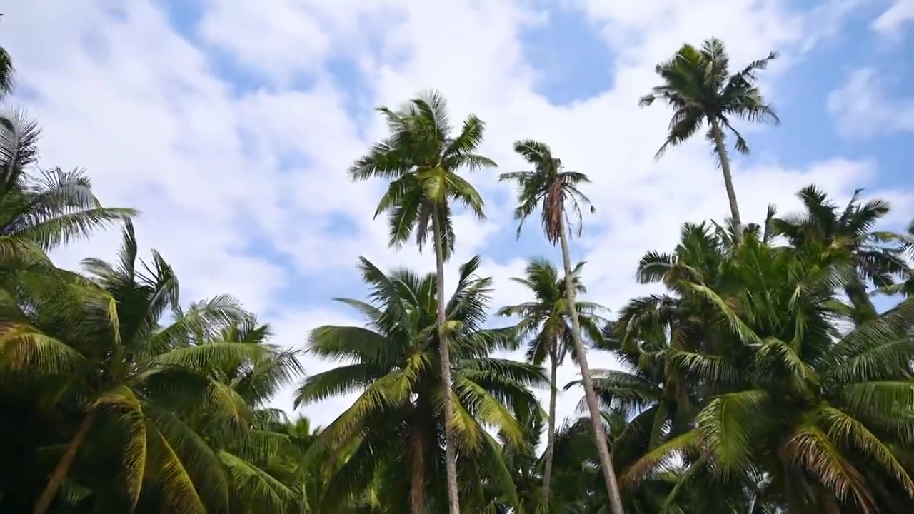 海南文昌东郊椰林生长的椰树视频素材