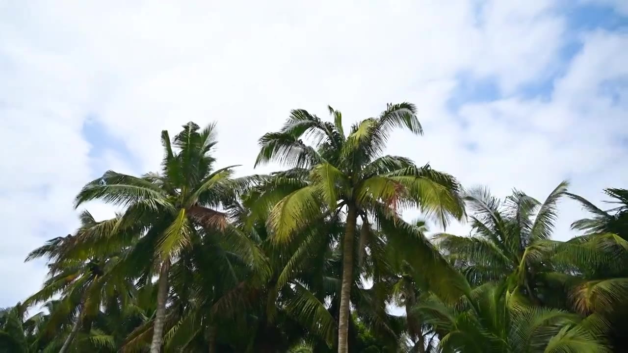 海南文昌东郊椰林生长的椰树视频素材