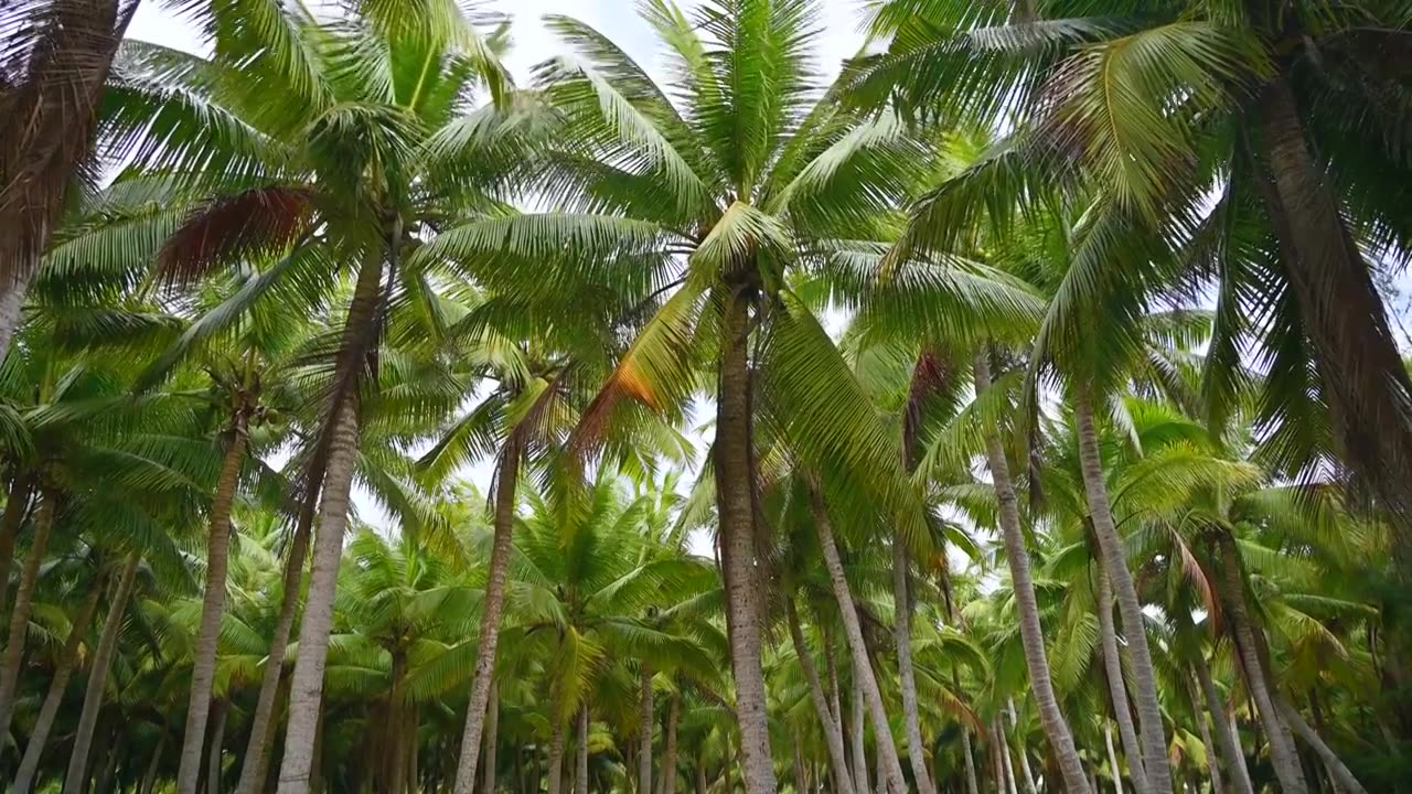 海南文昌东郊椰林生长的椰树视频素材