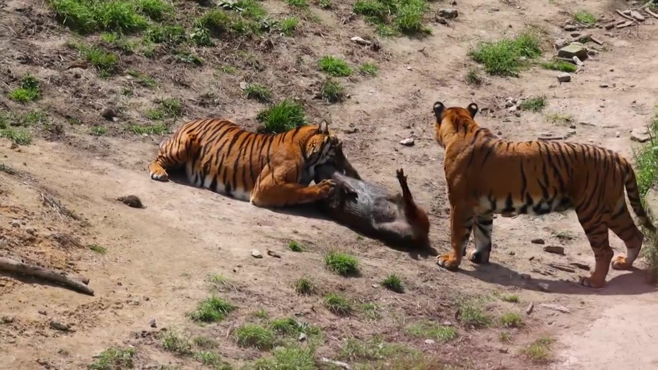 老虎捕猎野猪视频下载