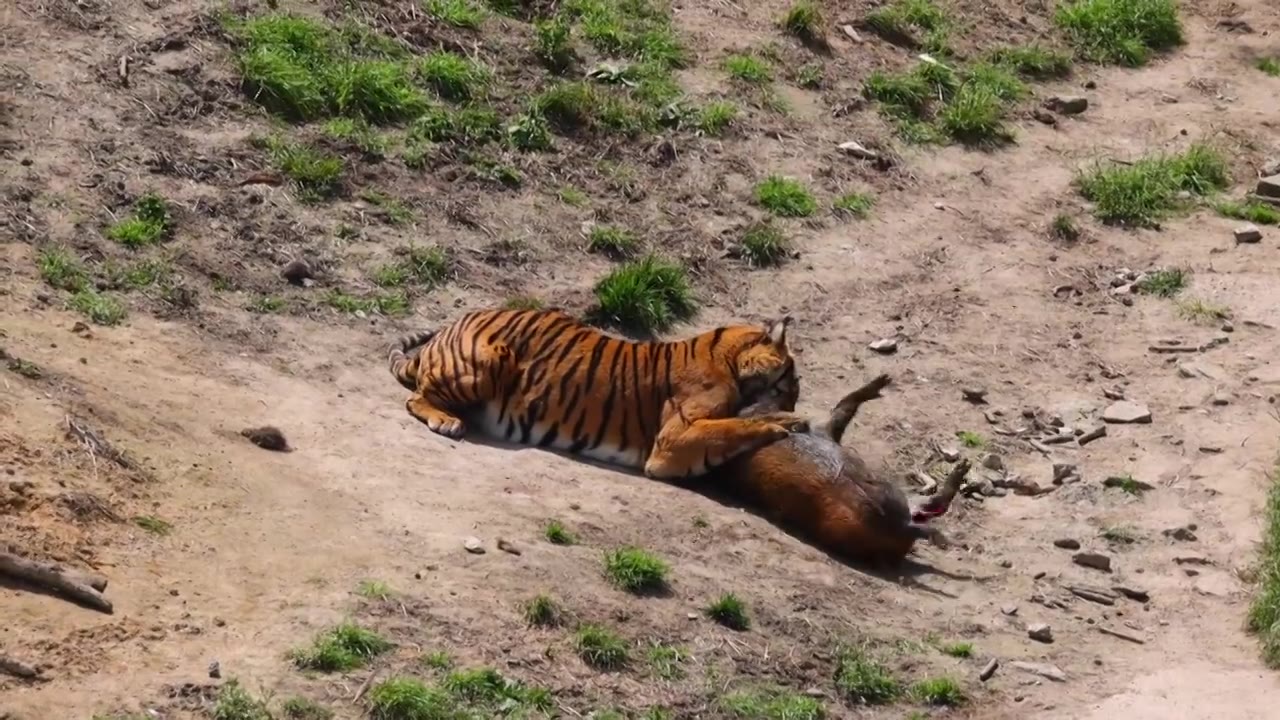 老虎捕猎野猪视频素材