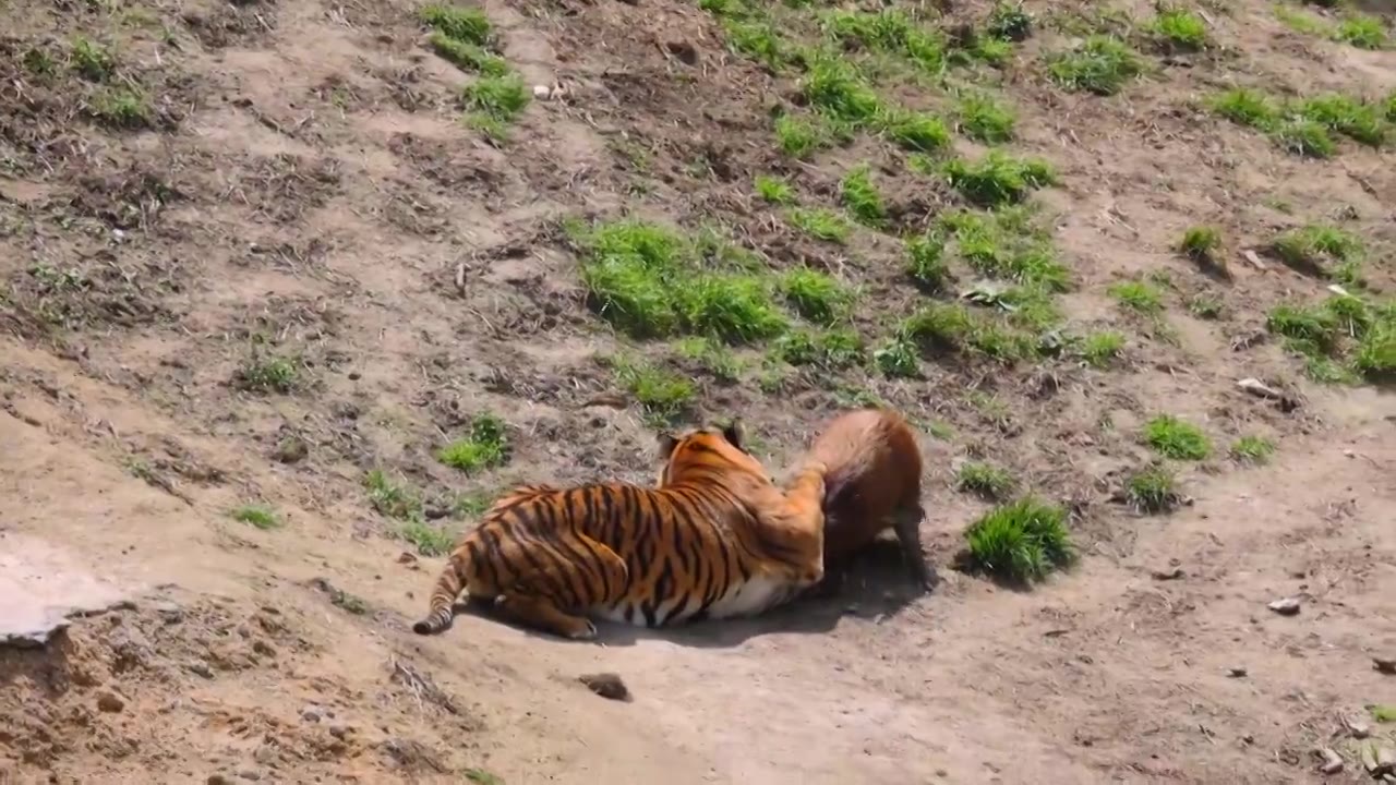 老虎捕猎野猪视频素材