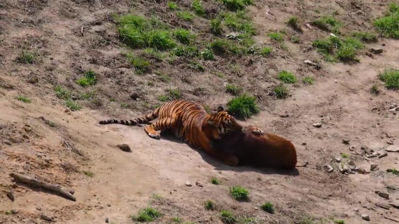 老虎捕猎野猪视频下载