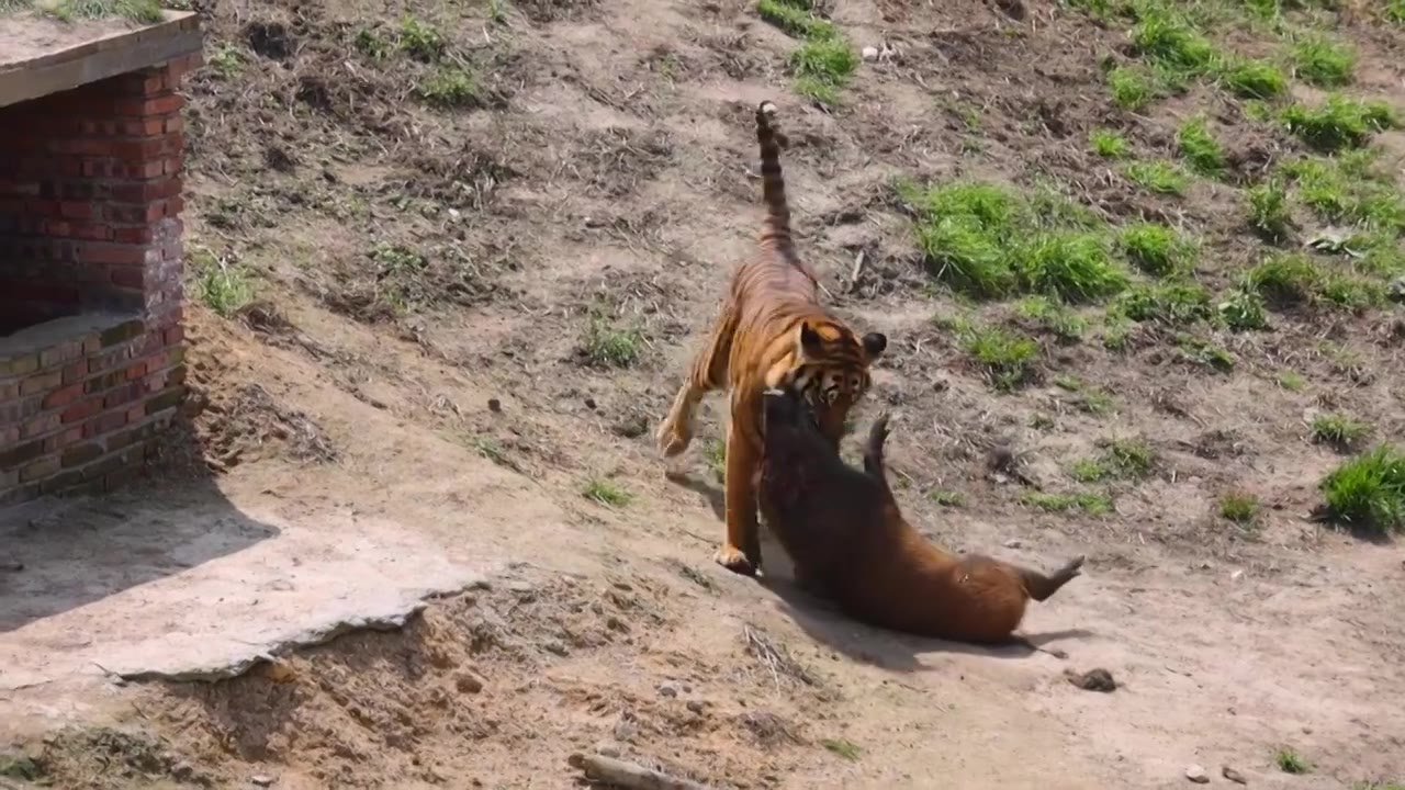 老虎捕猎野猪视频素材